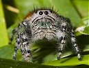 Grumpy Spider